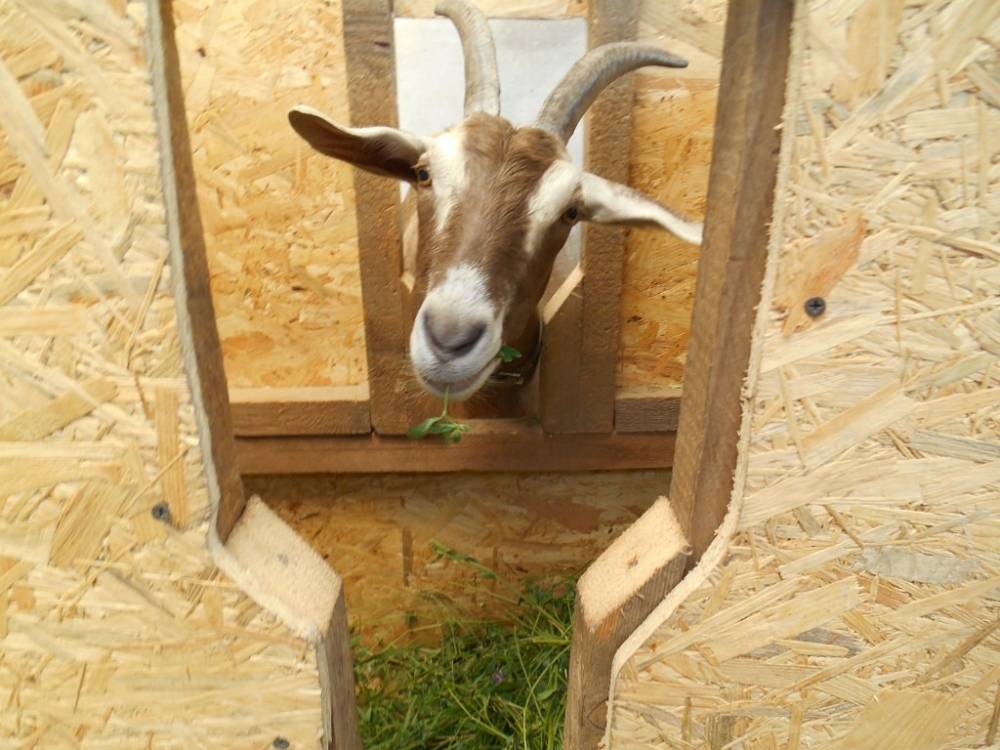 Как сделать кормушку и поилку для коз своими руками