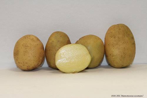 Описание сорта картошки импала – секреты хорошего урожая