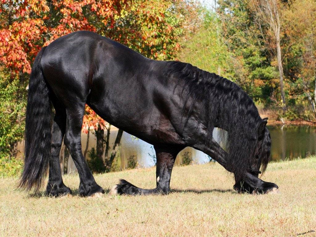 Фризская и голландская лошадь: особенности породы