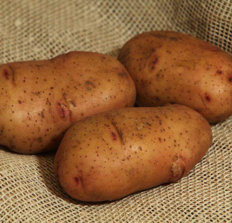 Картофель «жуковский»: особенности раннего сорта: характеристики, свойства, методы