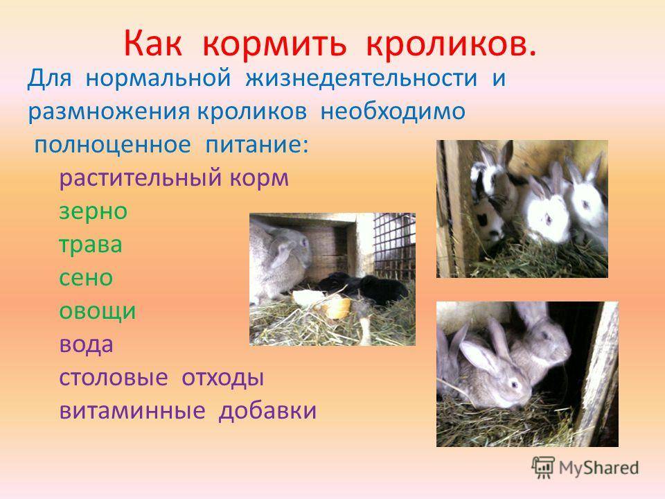 Чем никогда нельзя кормить кроликов: запрещенные и опасные продукты