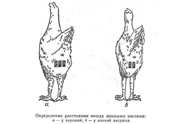 Как определить несется курица или нет: 3 лучших метода, повышение яйценоскости