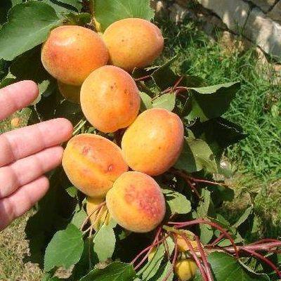 Сорт абрикоса северный триумф – посадка, уход и характеристики плодов