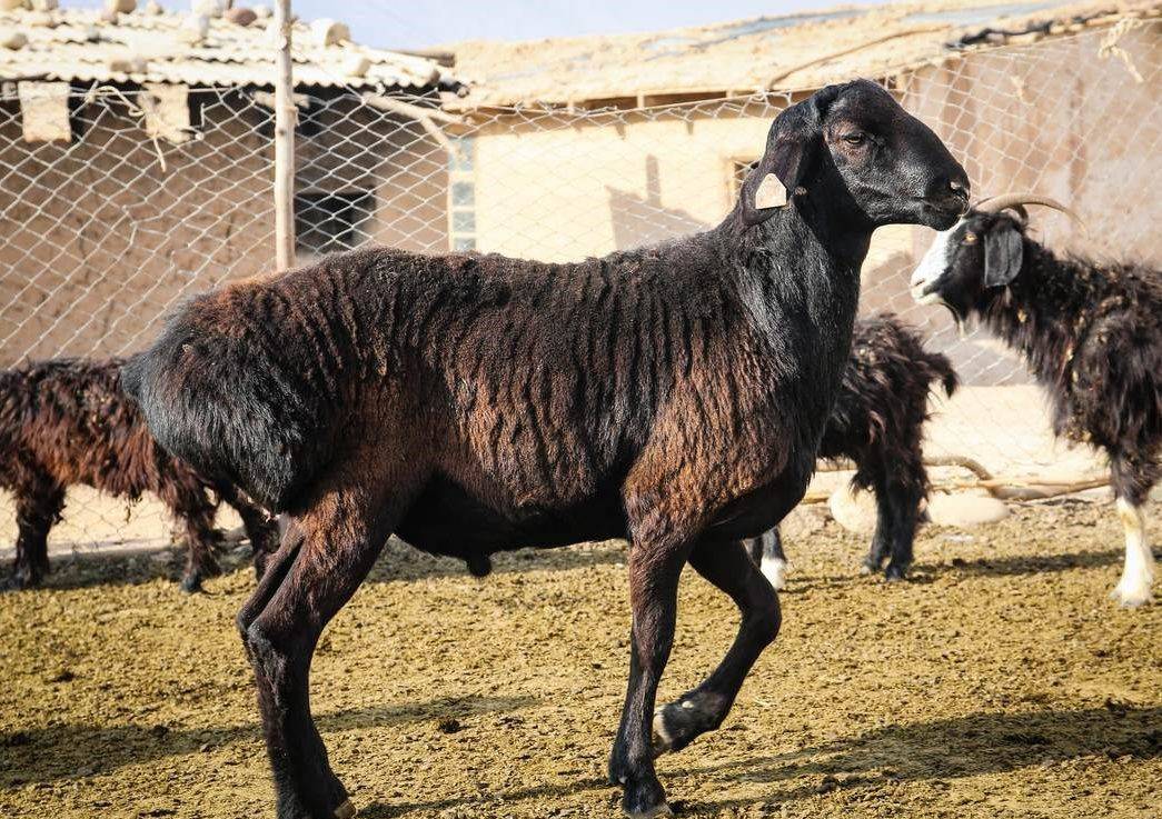 Гиссарская порода овец: обзор, содержание и уход