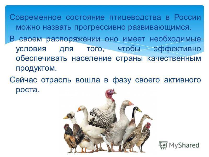 Птицеводство в россии: тренды, проблемы, перспективы