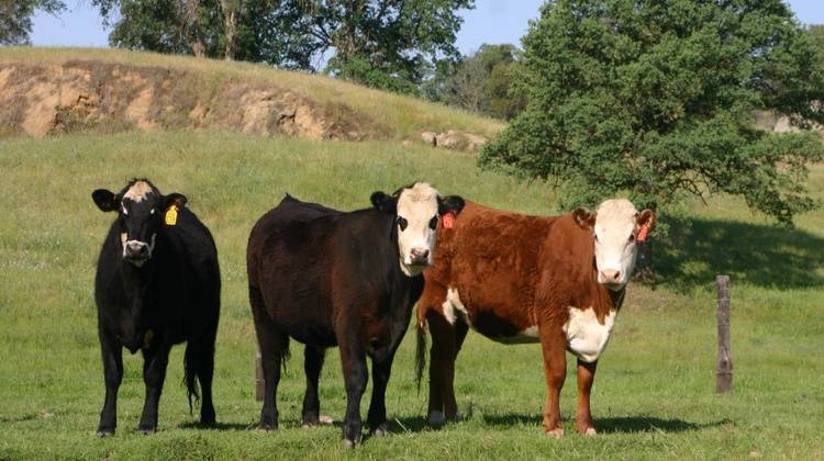 Ярославская порода коров: характеристика, плюсы и минусы