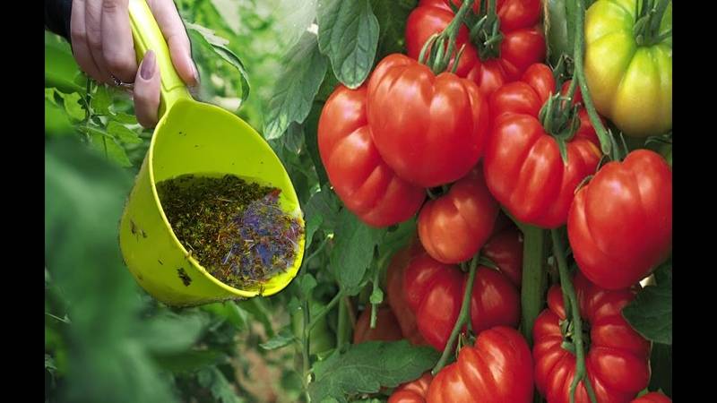 Подкормка томатов: когда и чем подкармливать помидоры во время цветения и плодоношения, как повысить урожайность
