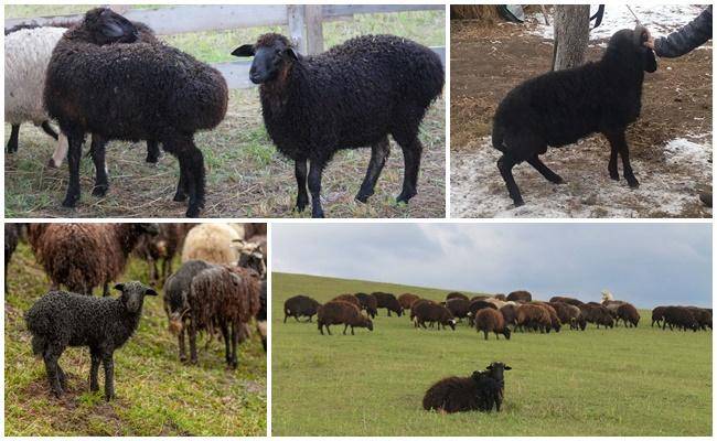 Карачаевская порода овец: описание, характеристики и фото  — vkmp