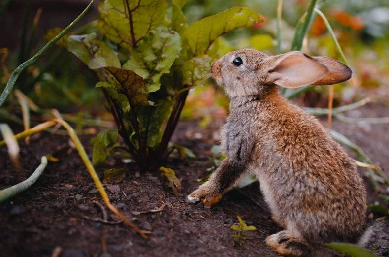 Какую свеклу можно давать кроликам и можно ли кормить свекольной ботвой?