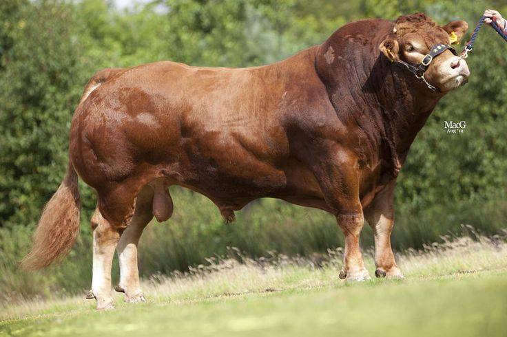 Коровы породы лимузин – лучший вид крс мясного направления 2021