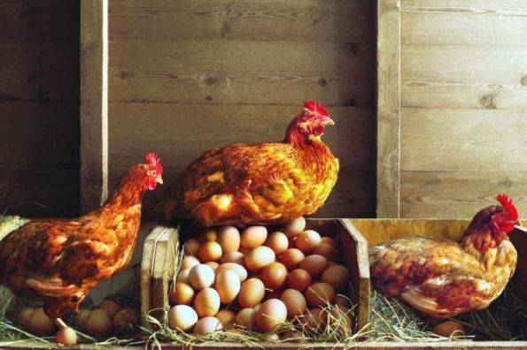 Куры клюют яйца - причины и способы их решения