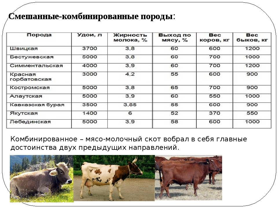 Сколько мяса в корове