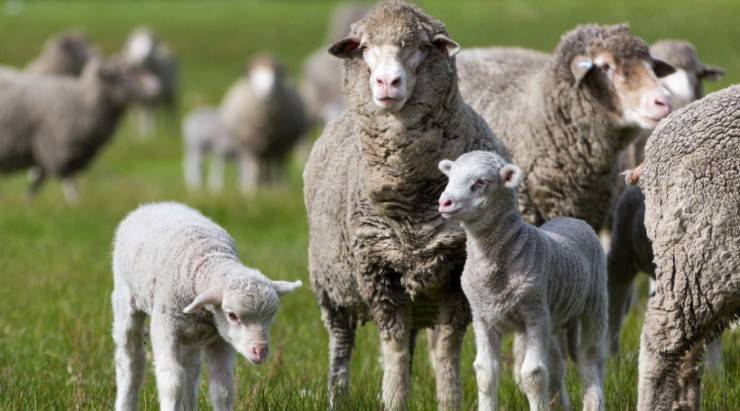Выращивание овец как бизнес
