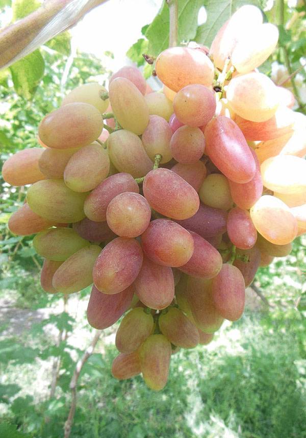 Описание винограда «преображение» — характеристика, особенности выращивания, фото и отзывы о сорте