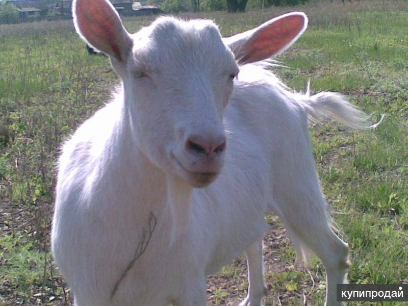Зааненская порода коз: сколько дает молока, описание, фото
