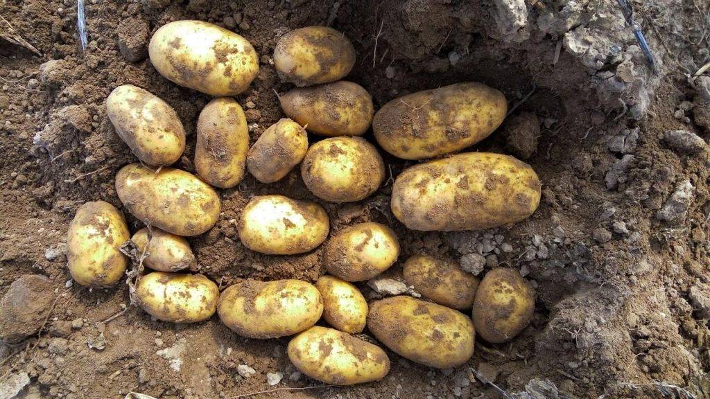 Особенности выращивания и характеристики картофеля сорта импала