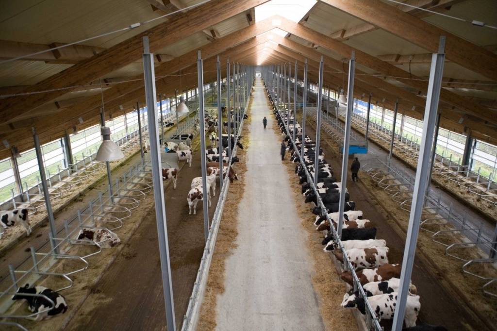 Как открыть молочную ферму на 10 и 50 голов