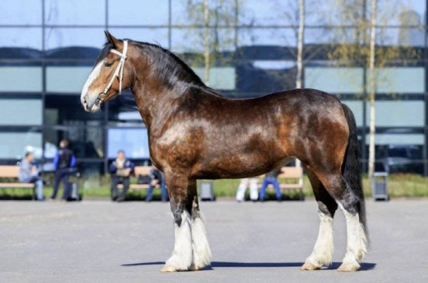 Русская тяжеловозная порода лошадей: характеристика, уход и кормление