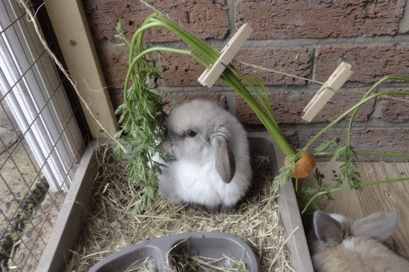 Карликовые кролики: уход и содержание в домашних условиях