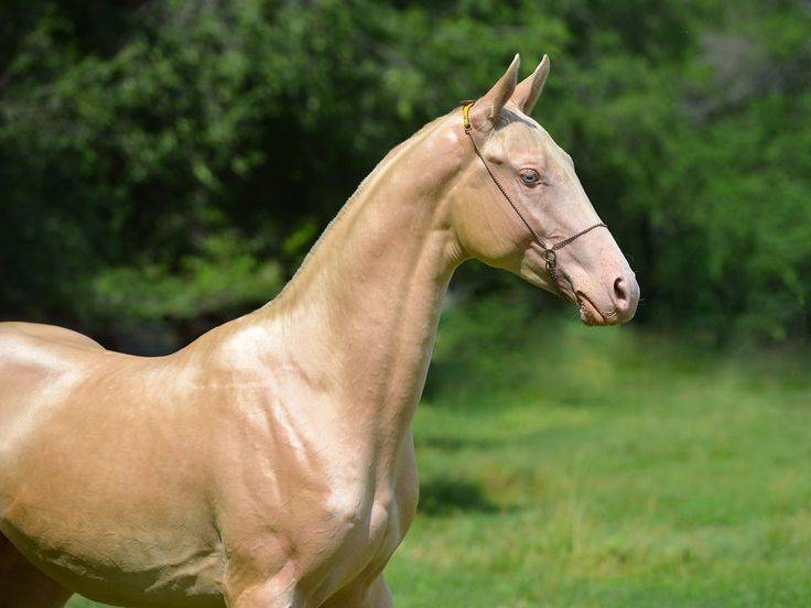 Ахалтекинская лошадь изабелловой масти: описание и фото, происхождение скакунов