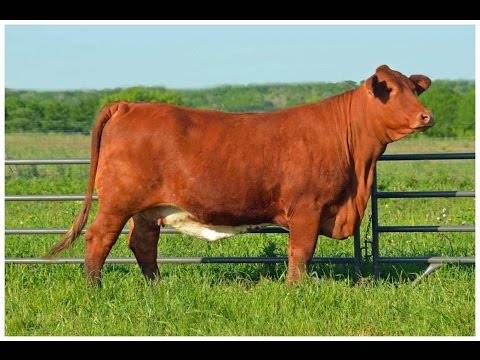 Красная степная порода коров, красная корова (фото и видео)