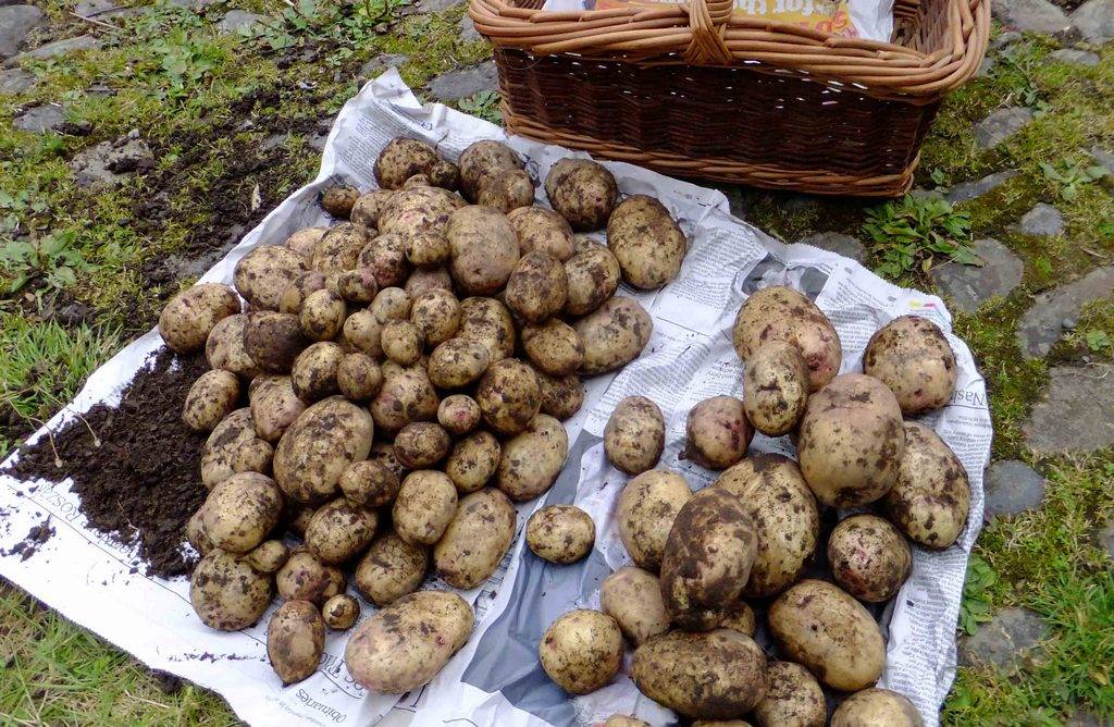 Как выкапывать и хранить картофель на supersadovnik.ru