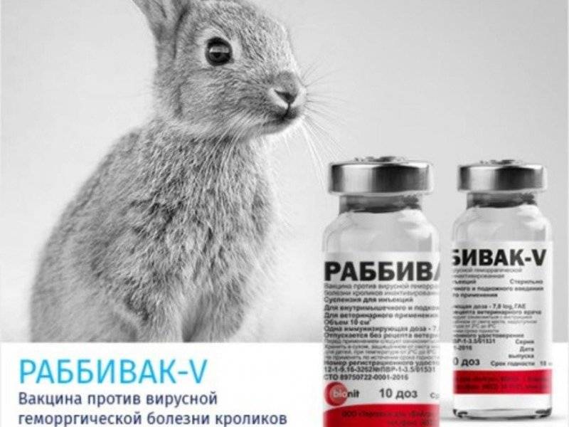 Вакцина для кроликов Раббивак V