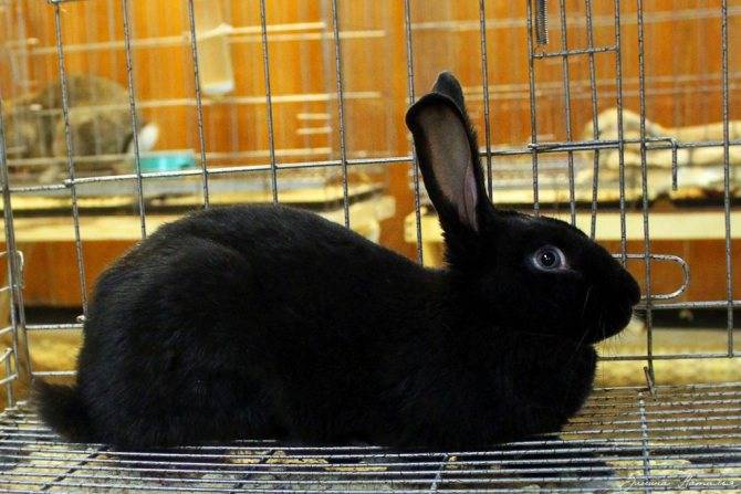 Черно-бурый кролик: описание и особенности содержания породы