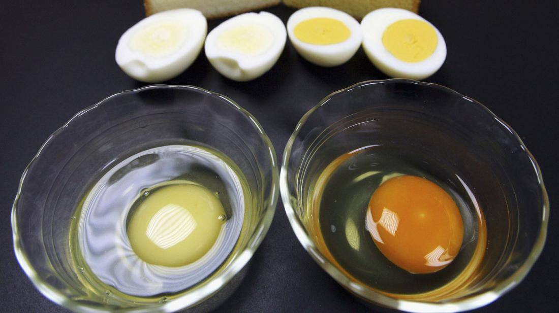 Цвет желтка и скорлупы у куриных яиц от чего зависит?
