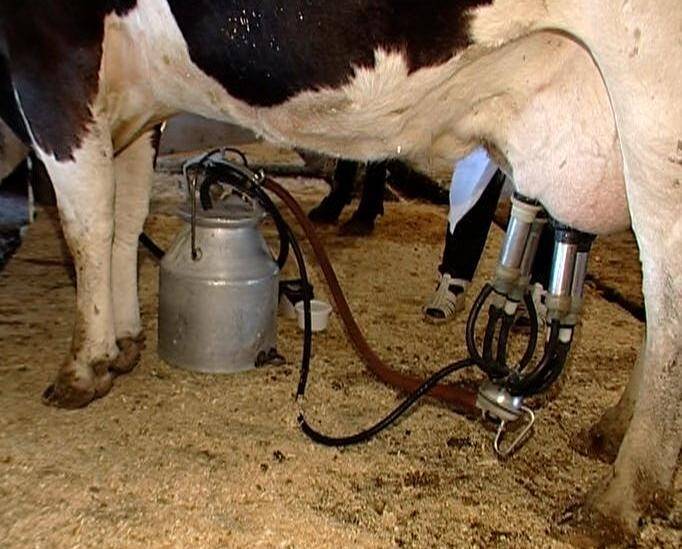 Список наиболее эффективных доильных агрегатов для коров и коз на 2021 год