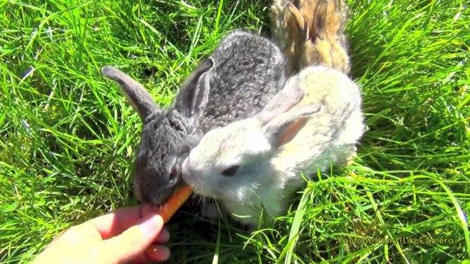 Почему декоративный кролик кусается, что делать, если питомец укусил до крови