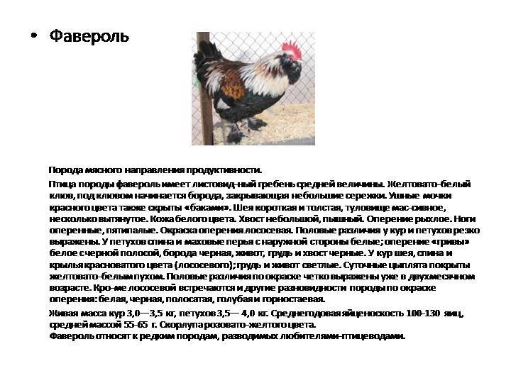 Аристократы куриного рода — декоративная порода феникс (йокогамская)