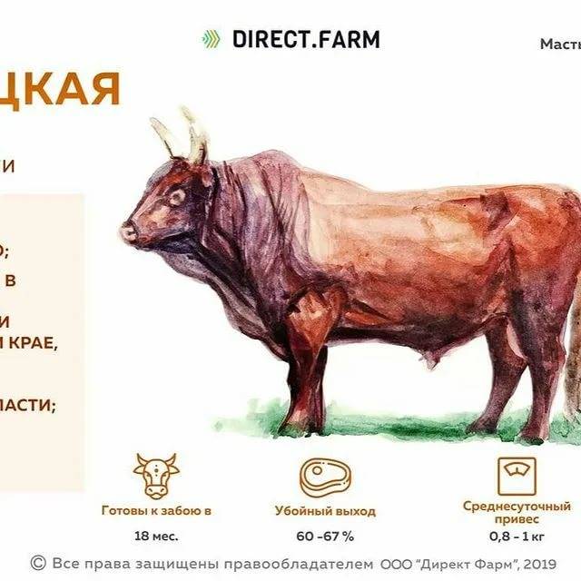Мясная казахская белоголовая порода коров – характеристика