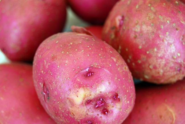Картофель ароза: описание семенного сорта и характеристика, фото и отзывы об урожайности, вкусовые качества, сроки созревания и хранения