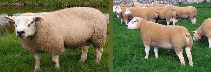 Овцы тексель: описание и характеристика породы баранов