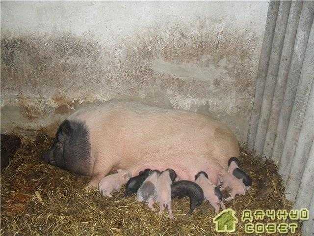 Выращивание поросят и свиней в домашних условиях и правильный уход за ними