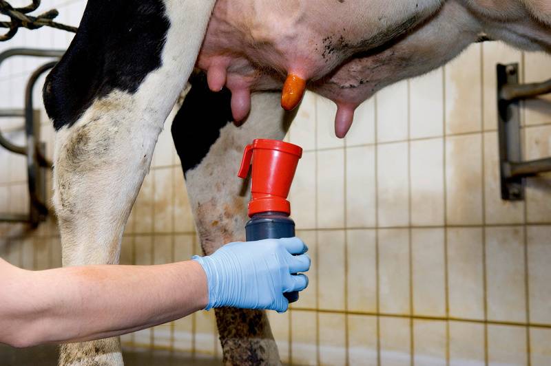 Профилактика и лечение мастита у коров в домашних условиях