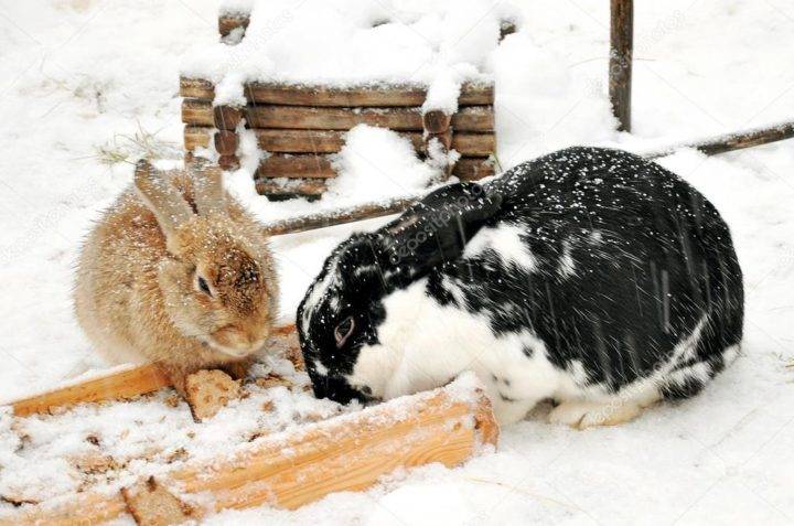 Содержание кроликов зимой на улице: все об уходе за животными в холодное время года