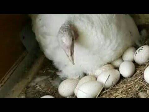 Высиживание яиц индюшками: периоды кладки, сроки выведения птенцов