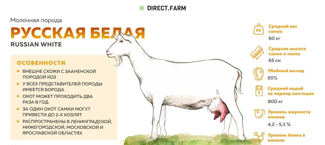 Правила выбора и характеристики продуктивности коз молочных пород