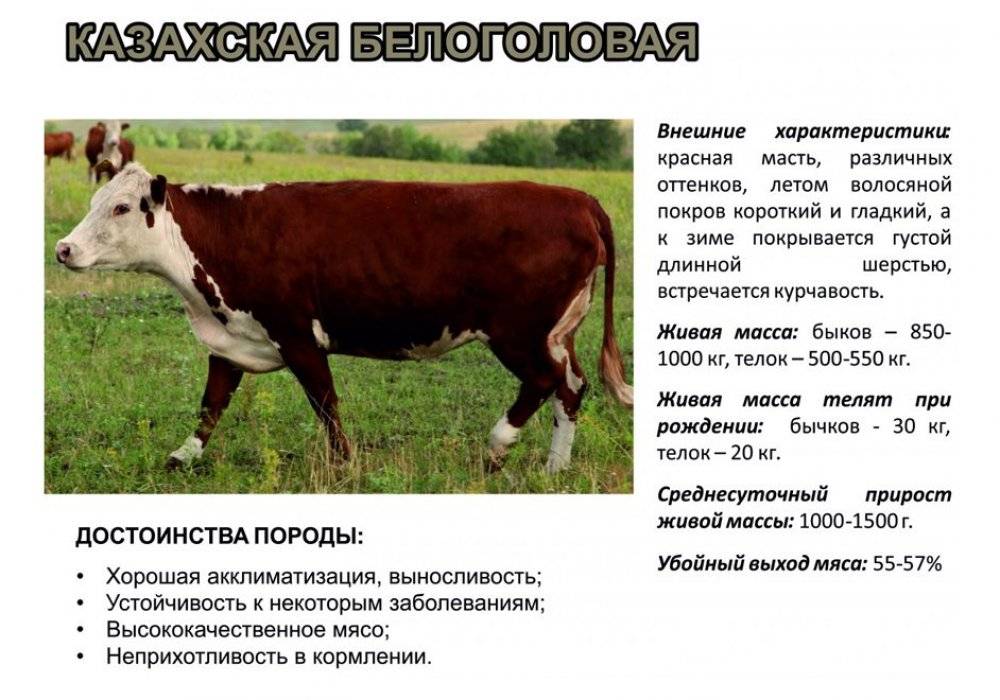 Казахская белоголовая корова – характеристика крс 2021