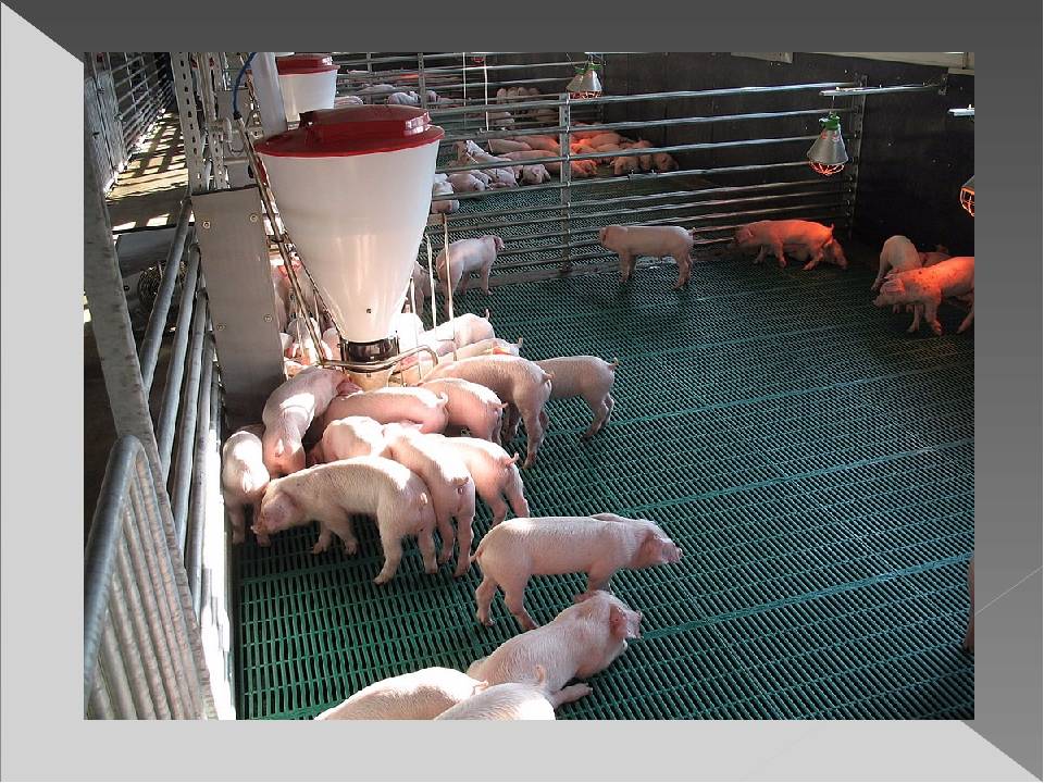 Откорм свиней в домашних условиях: виды кормов и рацион