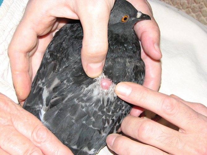 Как лечить вертячку у голубей