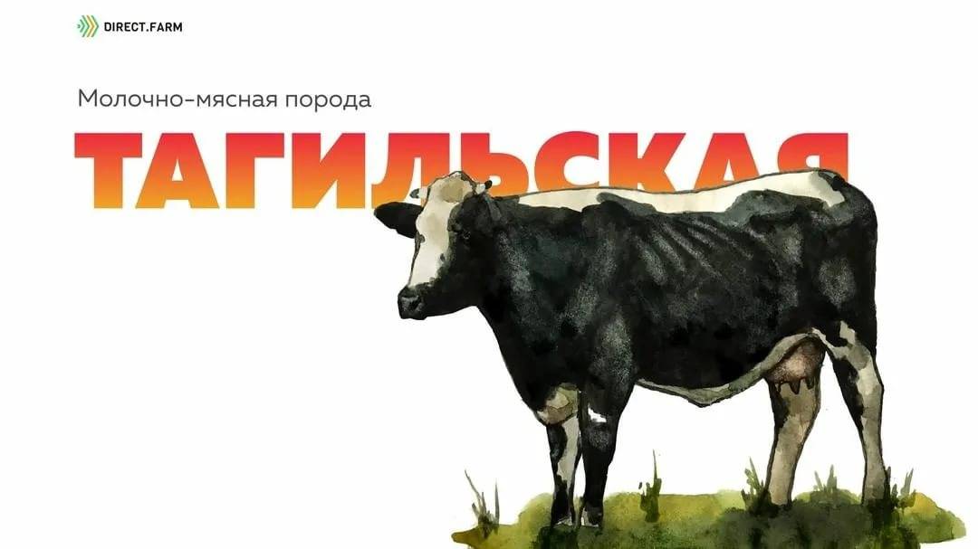 Чёрно-пёстрая порода коров, основные достоинства и недостатки - omvesti.com