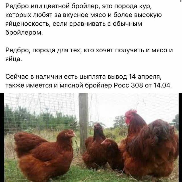 Ред бро характеристика