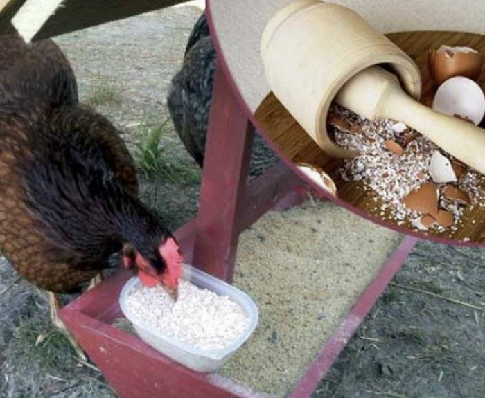 У куриных яиц тонкая или мягкая скорлупа: что делать, чем кормить кур