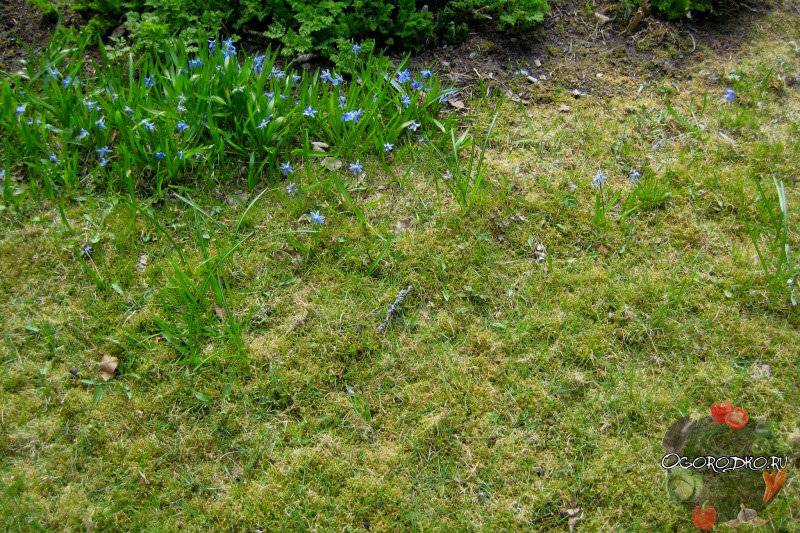 Как сажать мох на участке вместо газонной травы