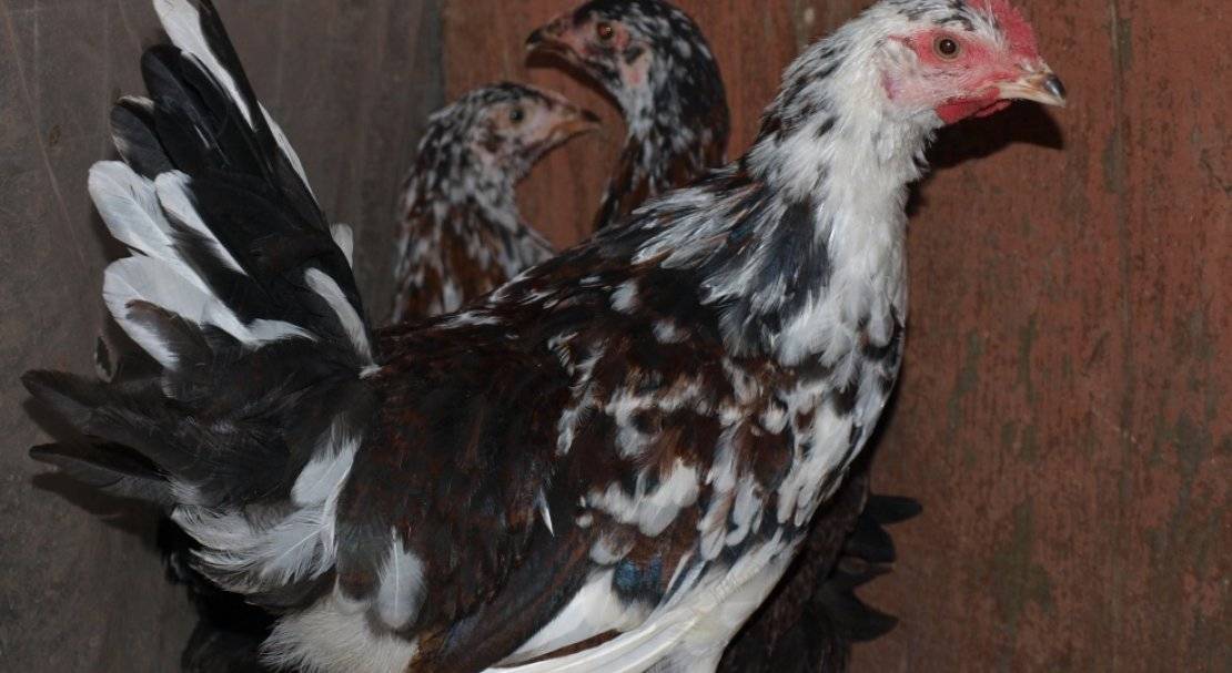 Ливенская порода кур — как выращивать и ухаживать
