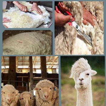 Как стригут овец: способы, сроки, подготовка животного, описание процесса  — vkmp