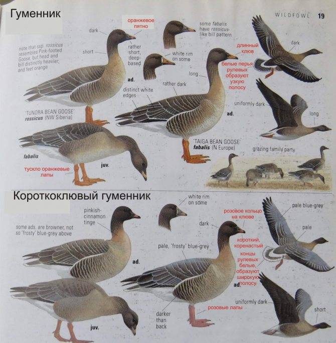 Породы диких гусей — обзор видов, фото и описание